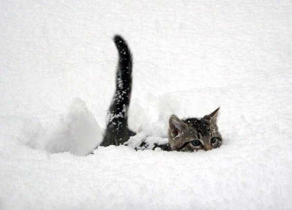 Котик в сугробе