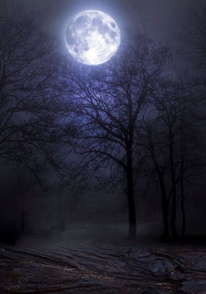 Ночной лес с луной