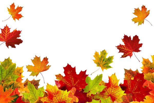 Осенний Лис