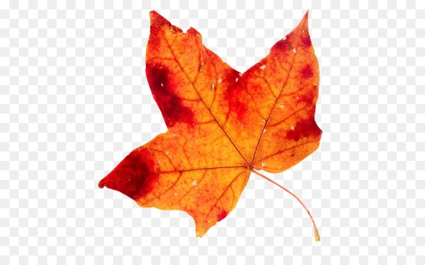 Осенние листочки без фона