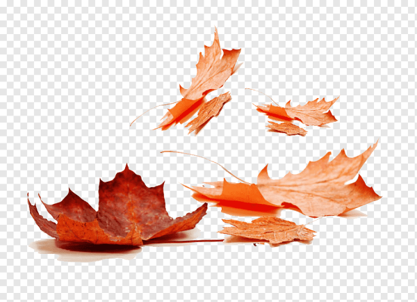 Опавшие листья на прозрачном фоне