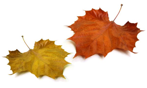 Осенние листья на прозрачном фоне