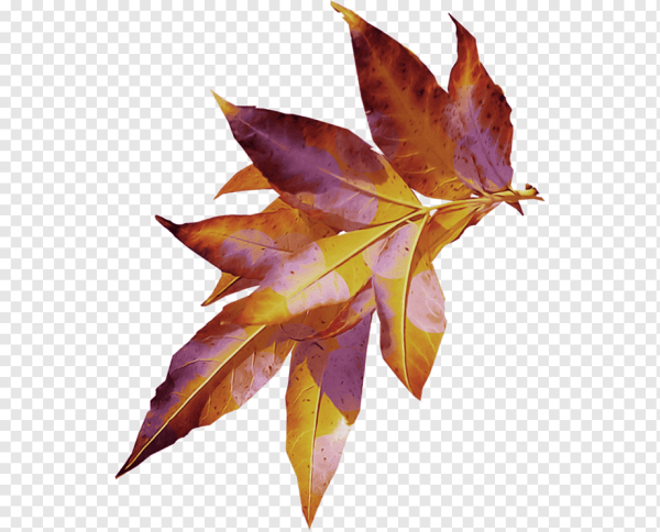 Осенние листья