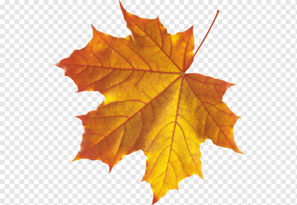 Кленовый лист