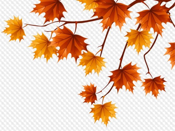 Осенние листья на прозрачном фоне