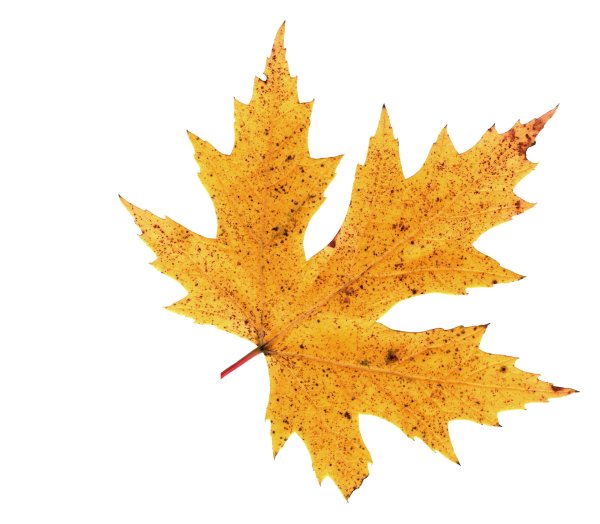 Осенние листья