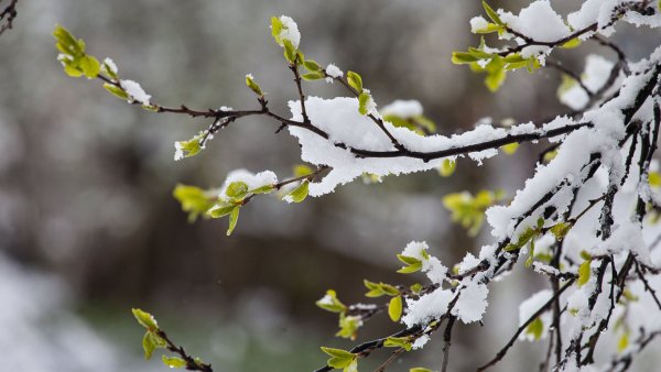 Снег апрель природа