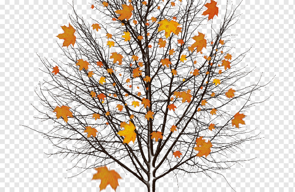 Осеннее дерево без фона