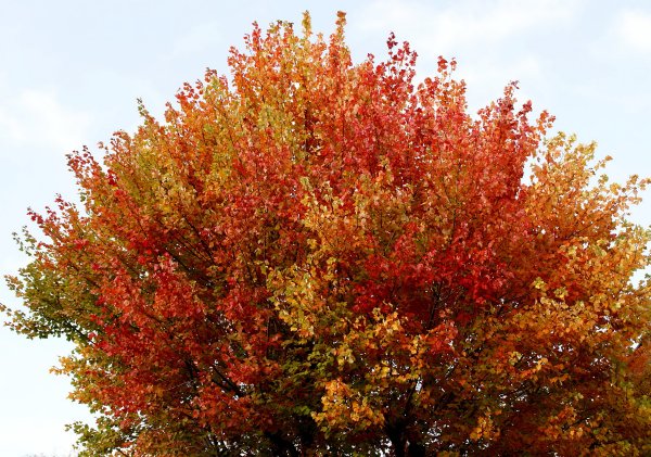 Осенний куст