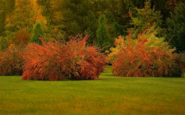 Осенние деревья и кустарники