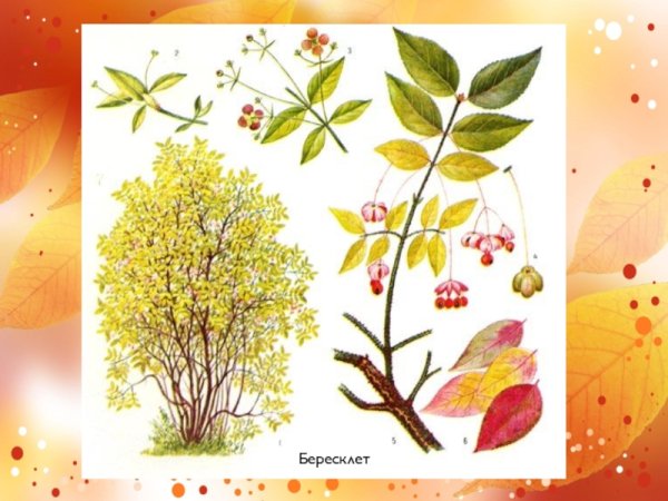 Бересклет Ботаническая иллюстрация