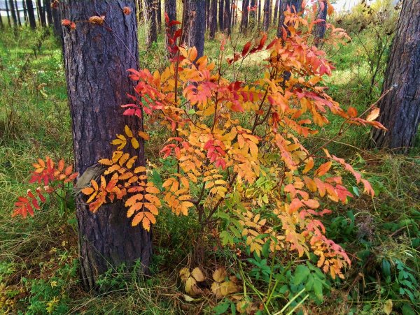 Растения осенью