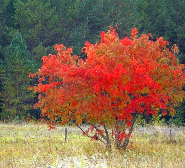 Деревья и кустарники осенью