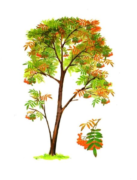 Дерево клен рябина для детей