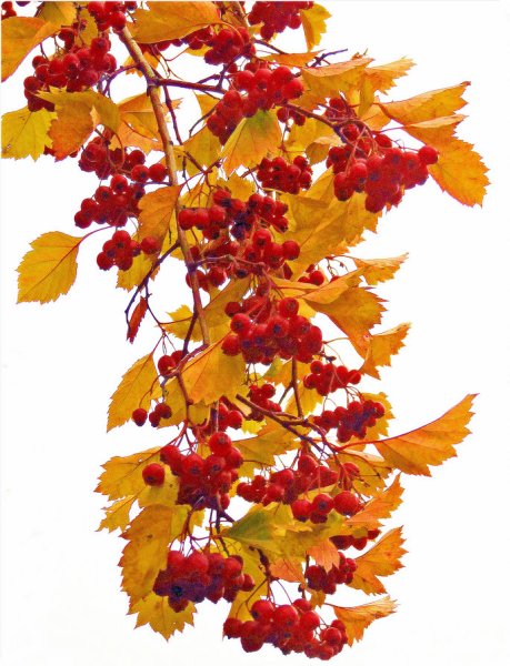 Калина клен