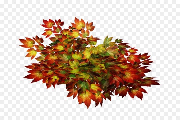 Осенний куст