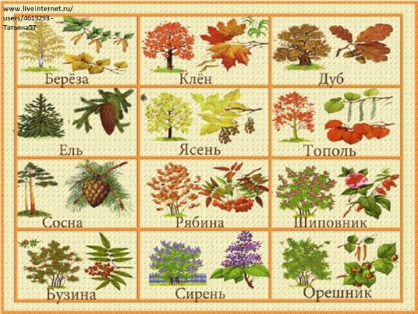 Листья деревьев с названиями