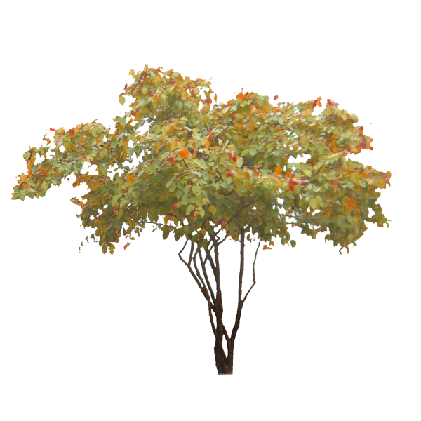 Клен Гиннала на белом фоне