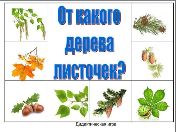 Дидактическая игра с какого дерева листок