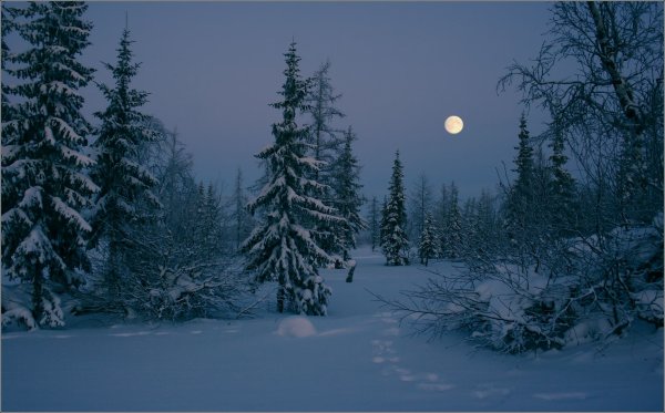 Зимний лес ночью