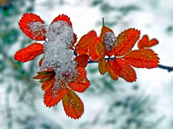 Первый снег