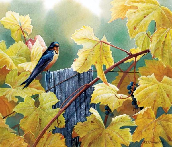 Сьюзен Бордет Susan Bourdet американская художница акварелист