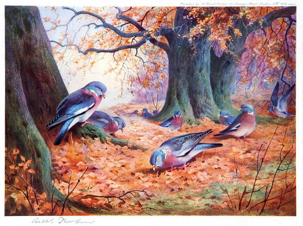 Archibald Thorburn Pigeon