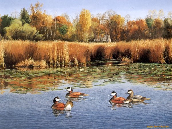 Утки на озере осенью