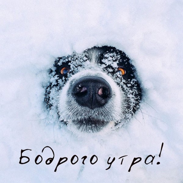 Смешные собаки в снегу