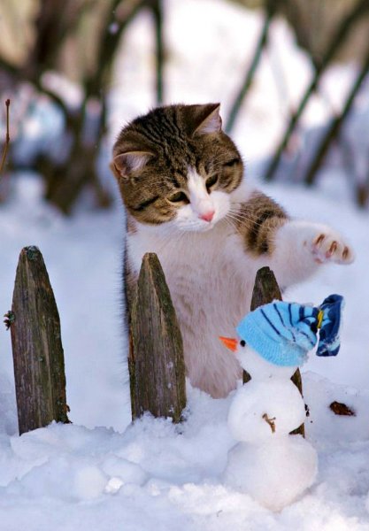 Котик в снегу