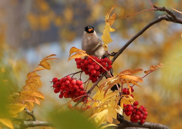 Осенний пейзаж с рябиной