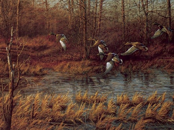 Картины Терри Редлина с утками