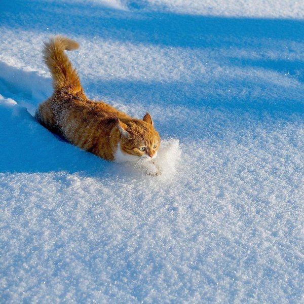 Котенок в снегу