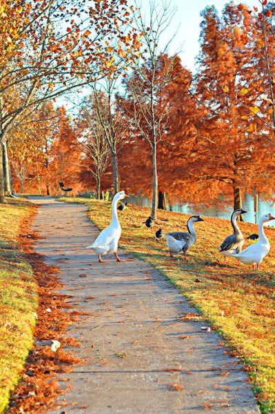 Открытки с осенним пейзажем