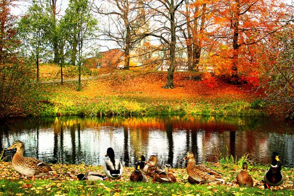 Осень озеро утки