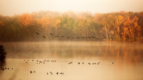 Туман на реке