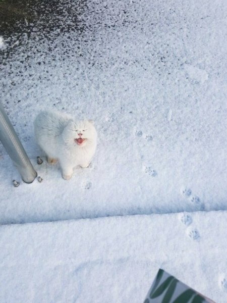 Кот прячется в снегу