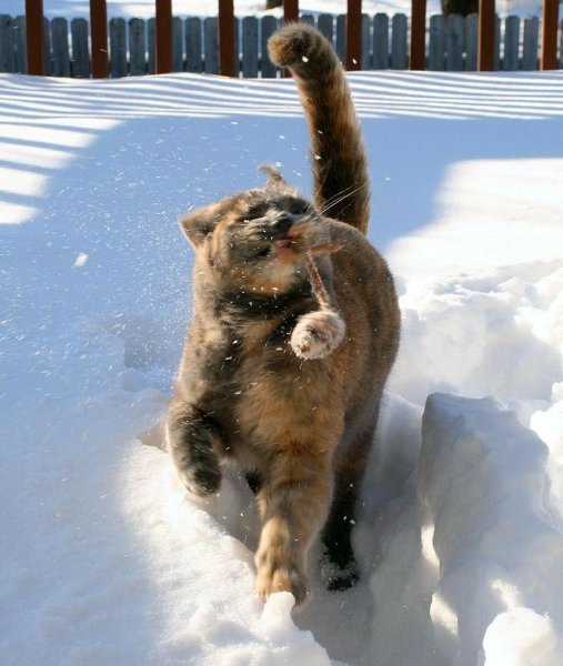 Животные радуются снегу