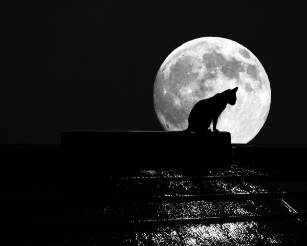 Кот и Луна