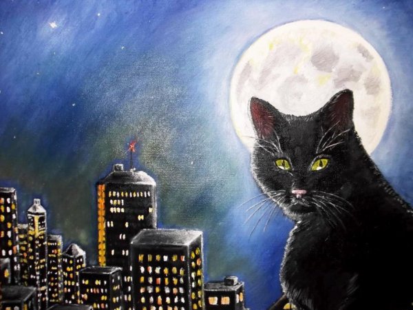 Ночной кот