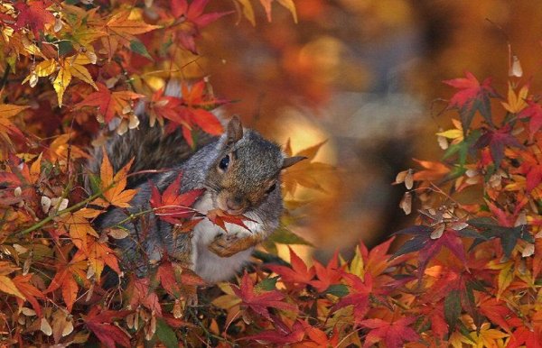Животные осенью фото
