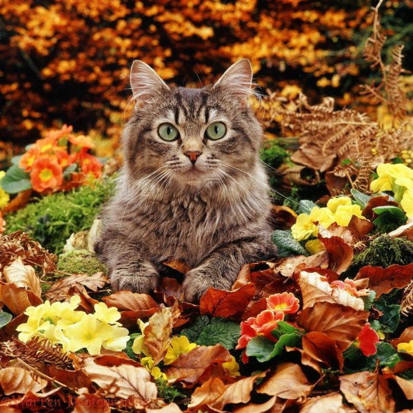 Осенний кот