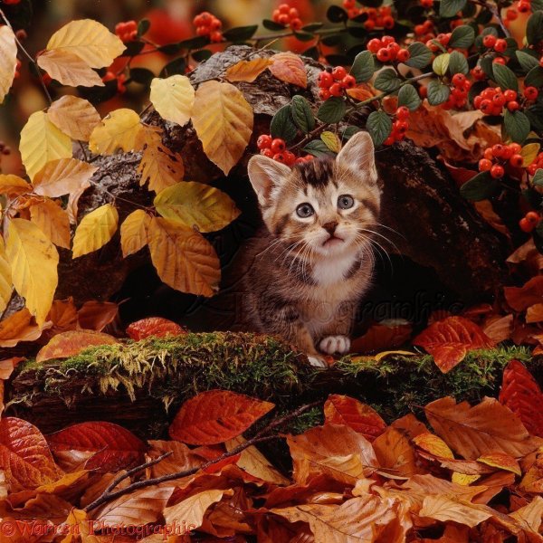 Кот осенью