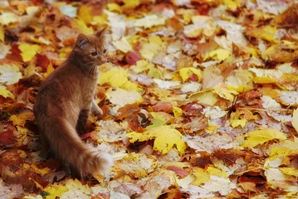 Рыжая кошка осень