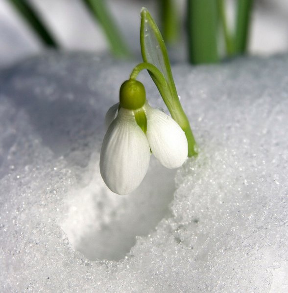 Первые подснежники