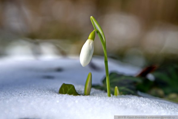 Подснежники в снегу