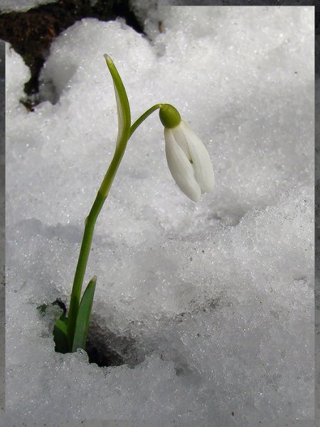 Весна проталины подснежники