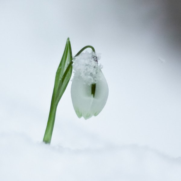 Подснежники в снегу