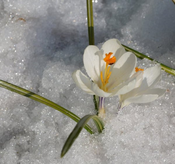 Подснежники в снегу