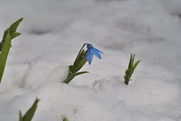 Замерзшие пролески